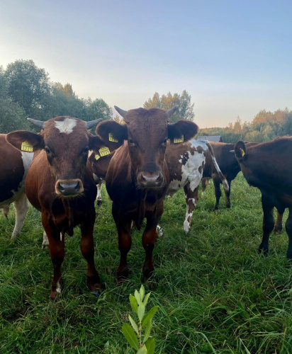 Nalela daļa nu Aulejis pogosta godūs jaunuokuo lauksaimnīka Artura Dzalba gonompulka